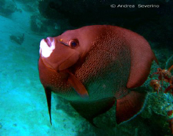An upbeat Gray Angel Fish driving me mad as it just kept ... by Andrea Severino 